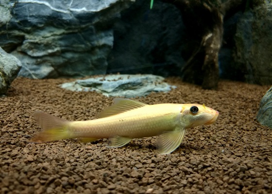 Рыбка Гиринохейлус